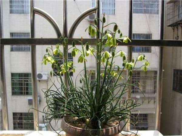 Enjoyment of Flowering Spring Grass