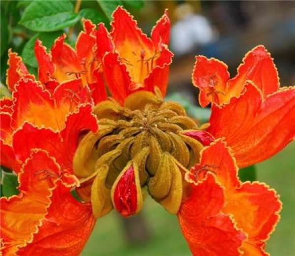 Flowering period of flame tree