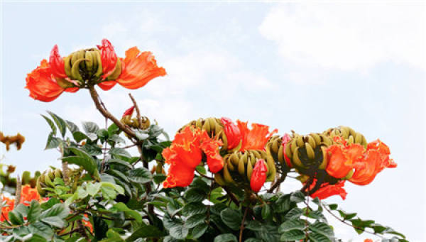 Flowering period of flame tree