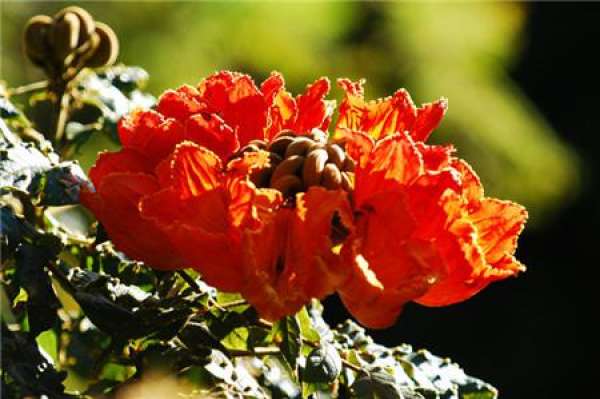 Flowering period of flame tree
