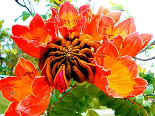 Flowering period of flame tree