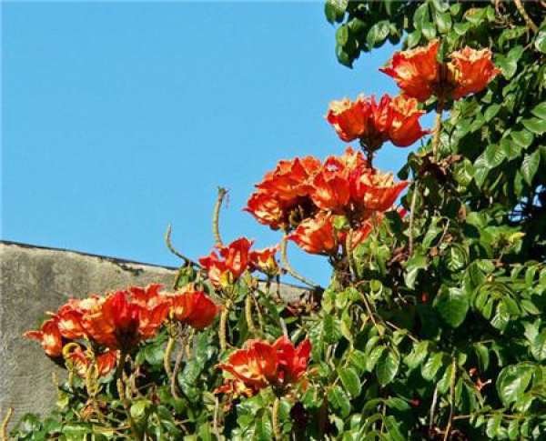 Flowering period of flame tree