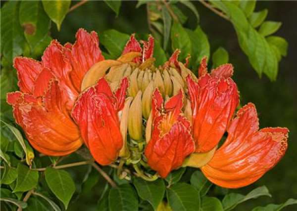 Flowering period of flame tree