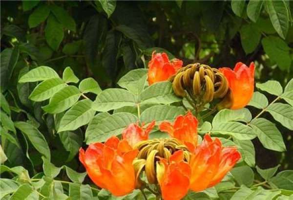 Appreciation of Flaming Tree Flowering Picture