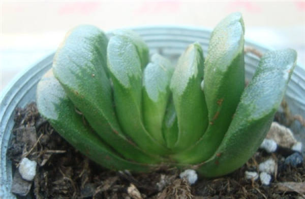 Spring and Autumn Curing of Jade Fan