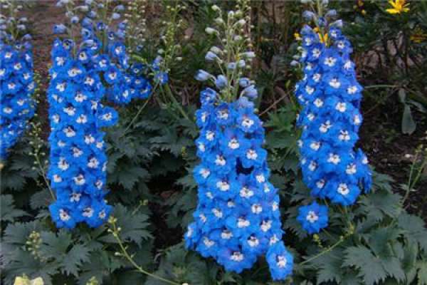When are Delphinium seeds planted?