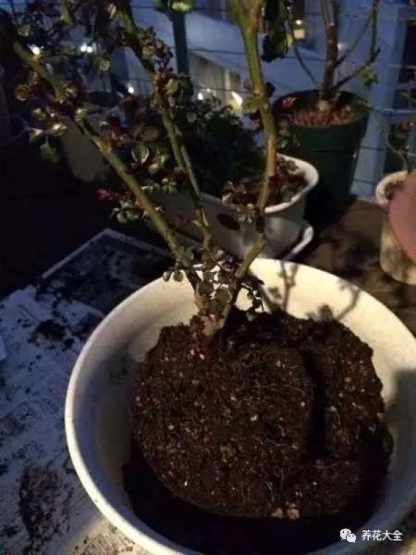 Flowerpots