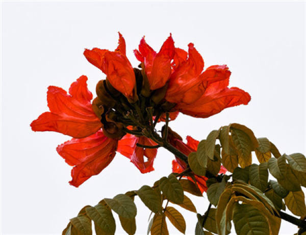 Flame Wood