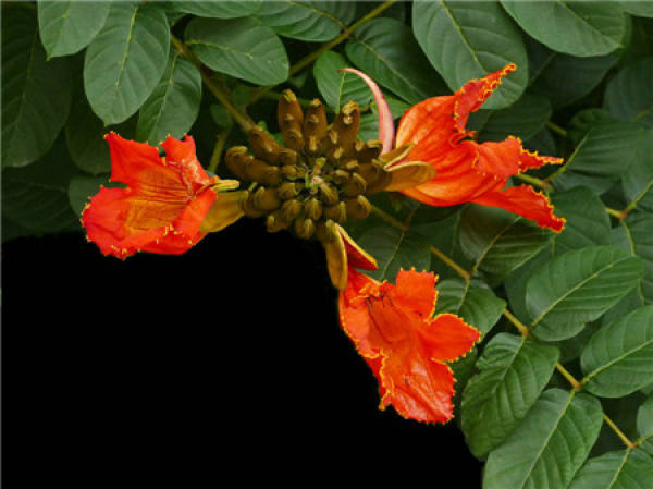 Flame Wood