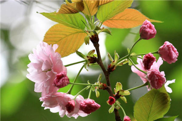 Japanese late cherry