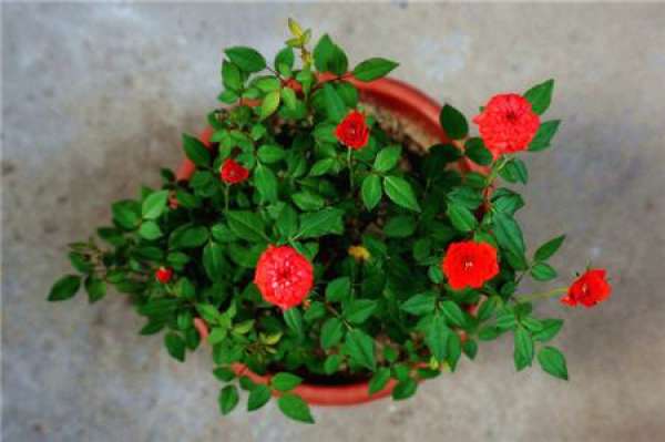 Red Miniature Rose