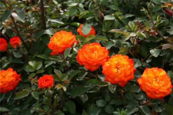 Red Miniature Rose