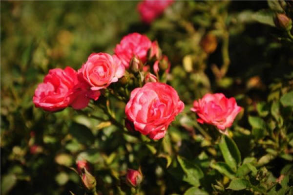 Red Miniature Rose
