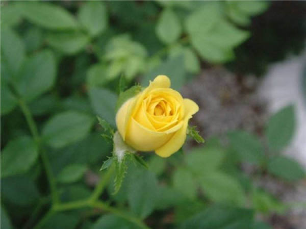 Red Miniature Rose