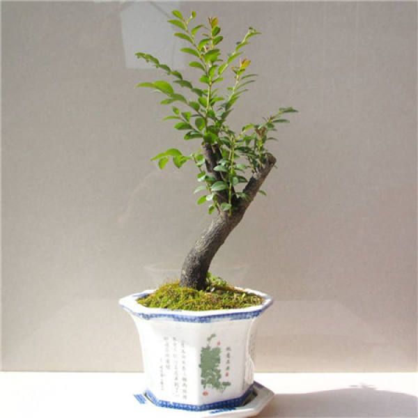 Small Leaf Red Sandalwood Bonsai
