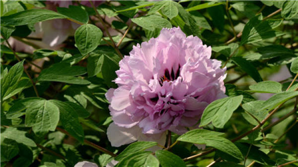 Paeonia rockii