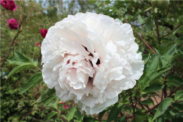 Paeonia rockii