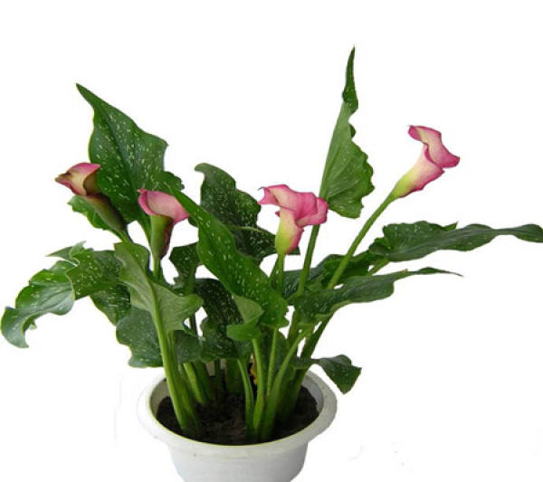 Notes on Calla Lily