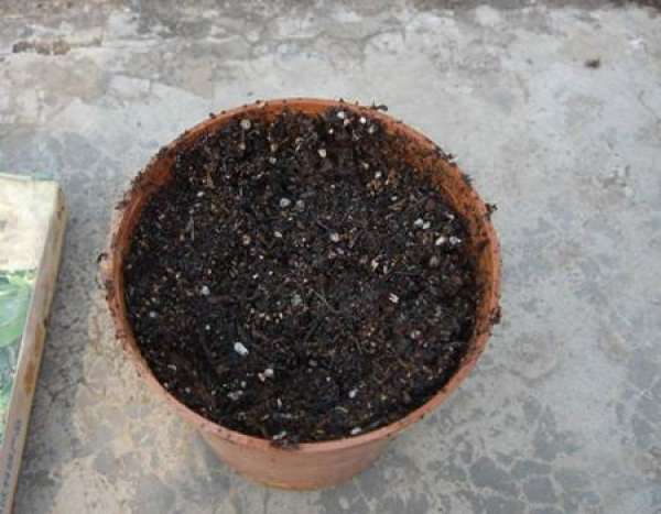 Zantedeschia potting soil