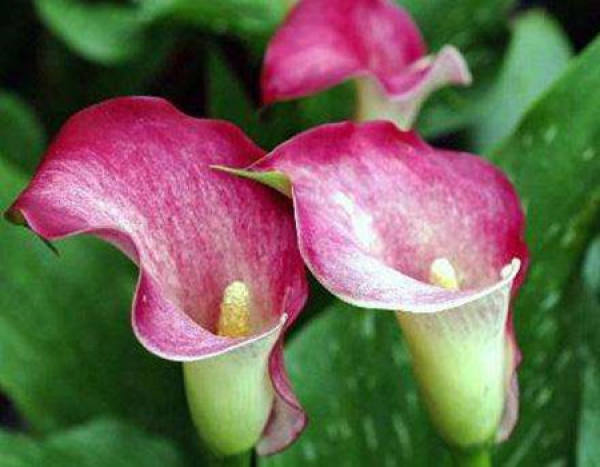 Zantedeschia potting soil
