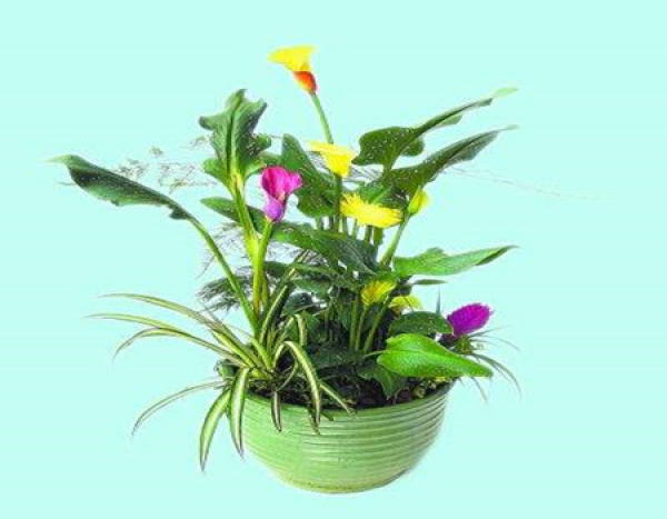 Growth Temperature of Zantedeschia aethiopica