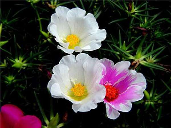 When to sow Scutellaria barbata