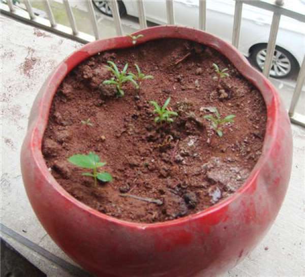 When to sow Scutellaria barbata