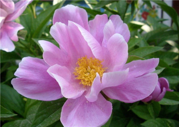 When does the peony bloom?