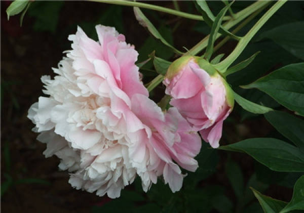 when does the peony bloom