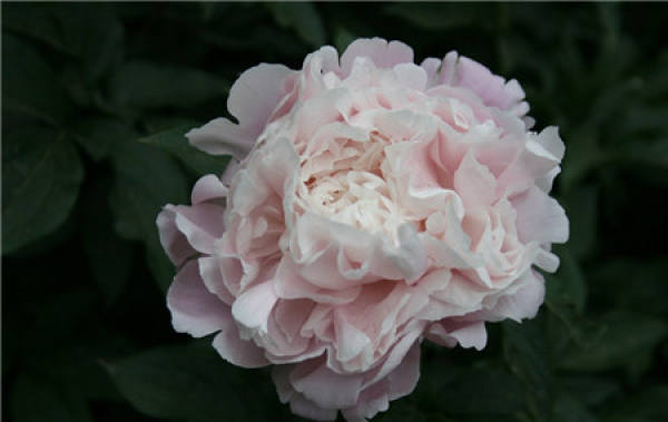 when does the peony bloom