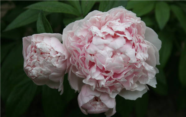 when does the peony bloom