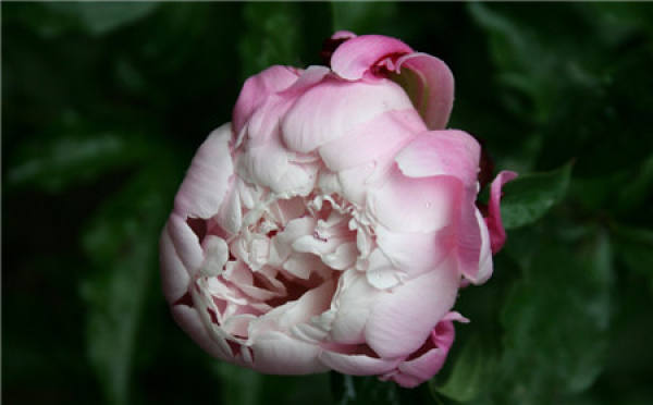 when does the peony bloom
