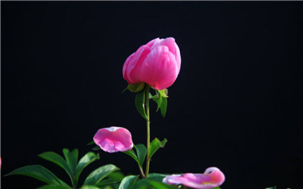 when does the peony bloom