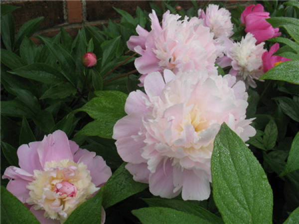 Appreciation of peony flower pictures