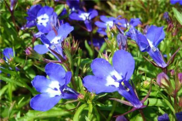 When will the six times benefit bloom?