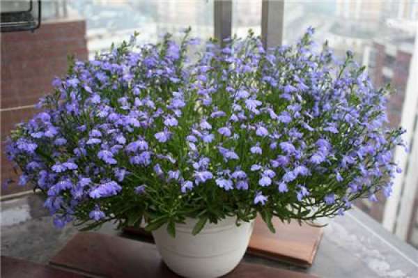 When will the six times benefit bloom?