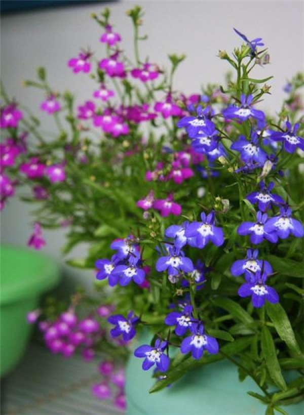 When will the six times benefit bloom?