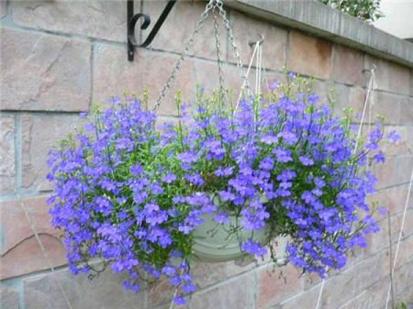 When will the six times benefit bloom?
