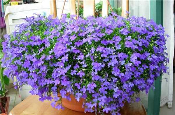 When will the six times benefit bloom?