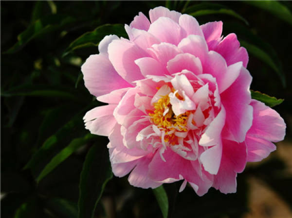 Can Chinese herbaceous peony breed indoors?