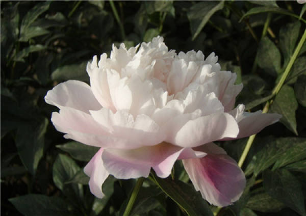 How to raise peony flowers indoors?