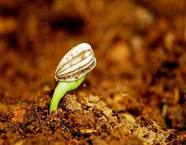 Seedling stage of sunflower