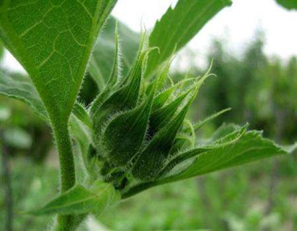 Seedling stage of sunflower