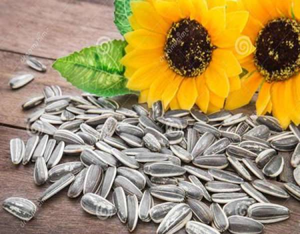 Sunflower seed