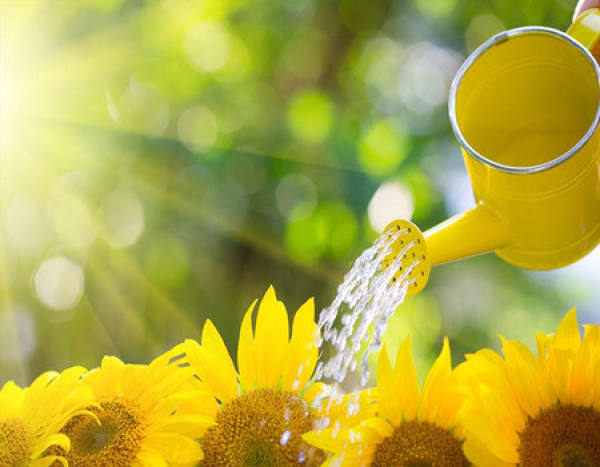 Watering of sunflower