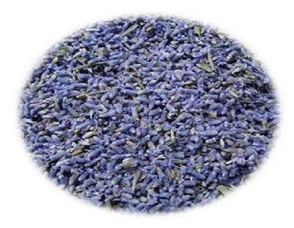 The seeds of lavender