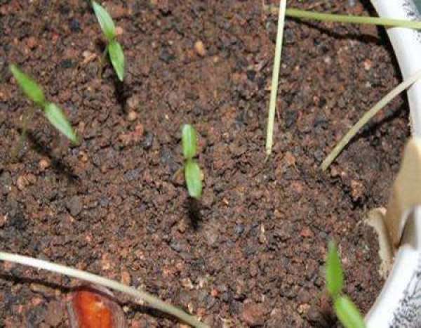 Lavender seed