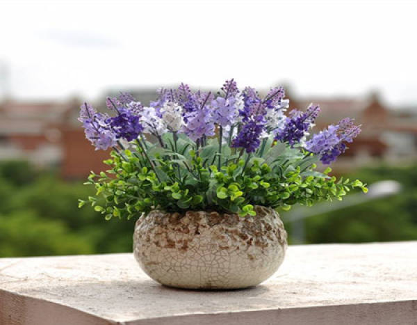 Post-sowing work of lavender