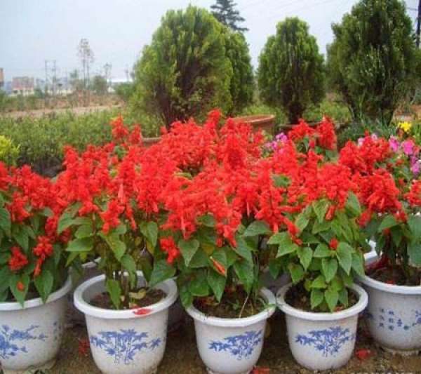 Seedling Cultivation of Salvia splendens