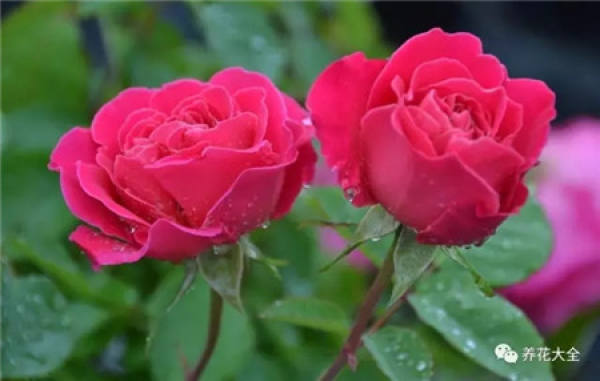Training the adaptability of flowers and plants